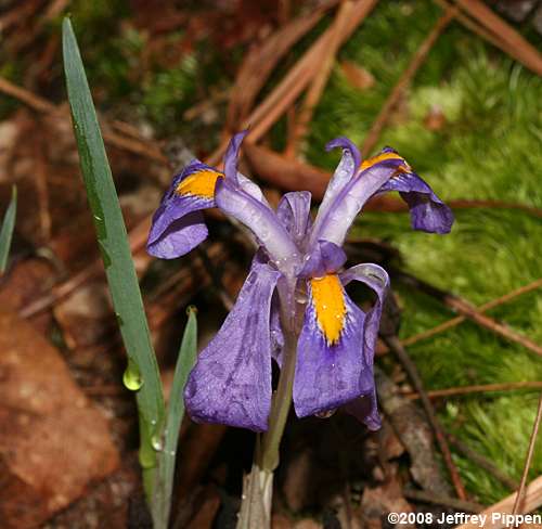 Dwarf Iris (Iris verna verna)