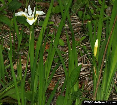 white cultivated iris