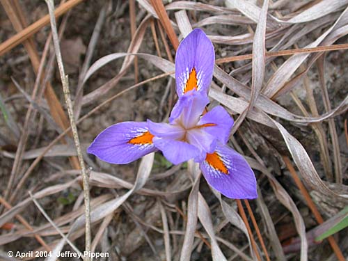 Dwarf Iris (Iris verna verna)