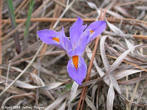 Dwarf Iris (Iris verna verna)