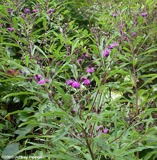 Vernonia (Ironweed)
