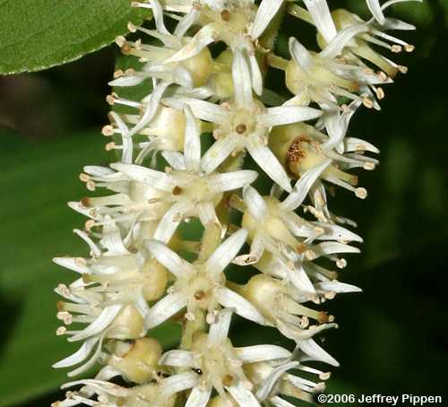 Virginia Sweetspire (Itea virginica)