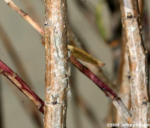 Seacoast Marshelder, Dune Marshelder (Iva imbricata)