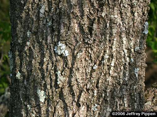 Juglans cinerea(Butternut)