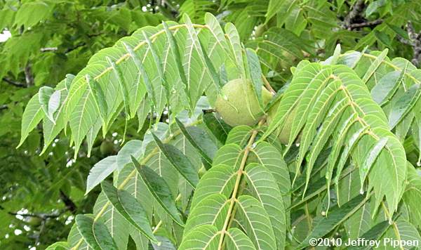 Black Walnut (Juglas nigra)