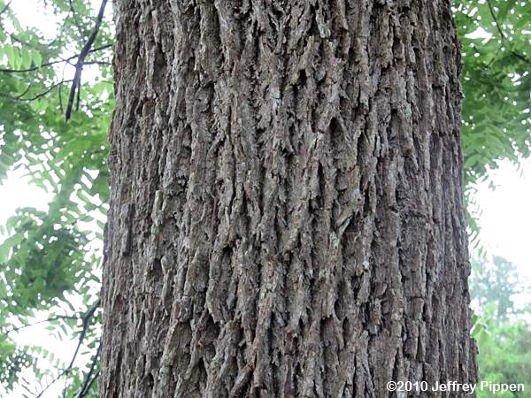 Black Walnut (Juglas nigra)