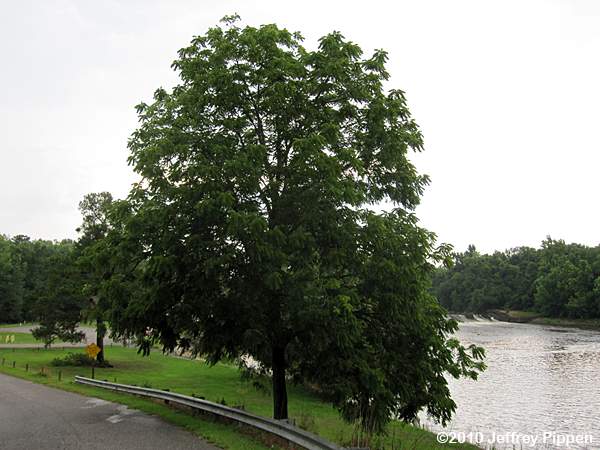 Black Walnut (Juglas nigra)