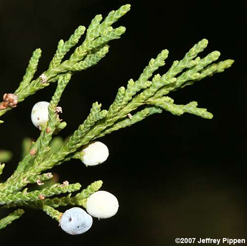 Coastal Red Cedar, Southern Red Cedar (Juniperus silicicola)