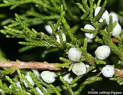 Eastern Red Cedar (Juniperus virginiana)