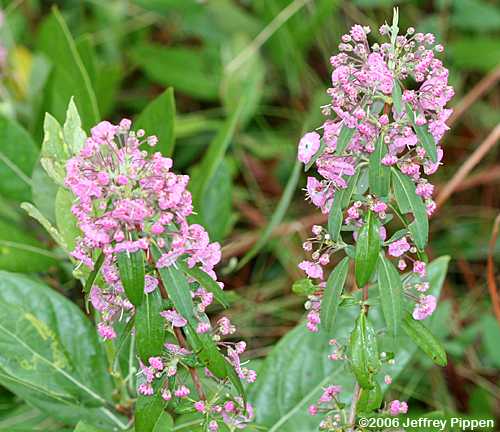 Sheep Laurel (Kalmia angustifolia)