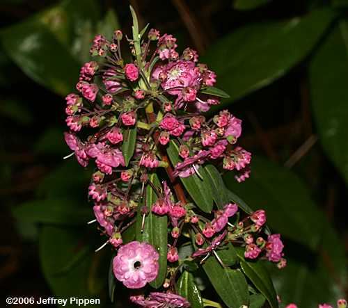 Sheep Laurel (Kalmia angustifolia)