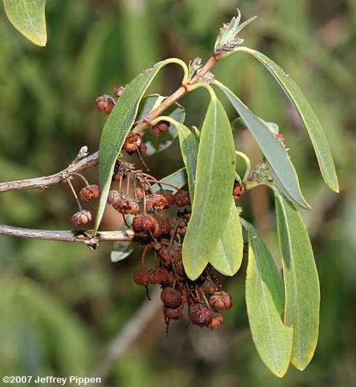 Sheep Laurel (Kalmia angustifolia)