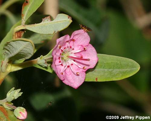 Sheep Laurel (Kalmia carolina)
