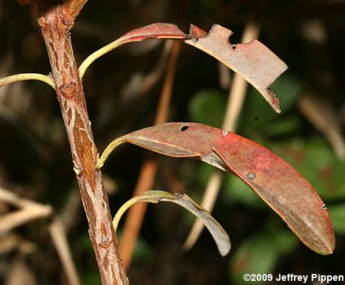 Sheep Laurel (Kalmia carolina)