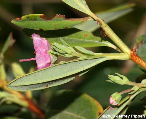 Sheep Laurel (Kalmia carolina)