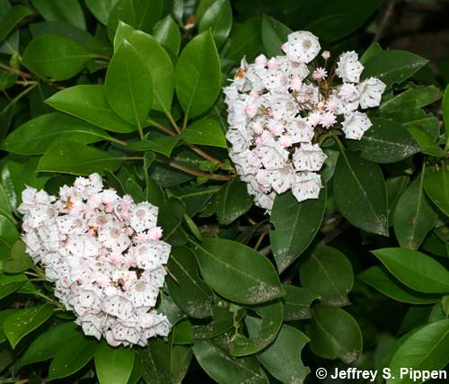 Mountain Laurel (Kalmia latifolia)