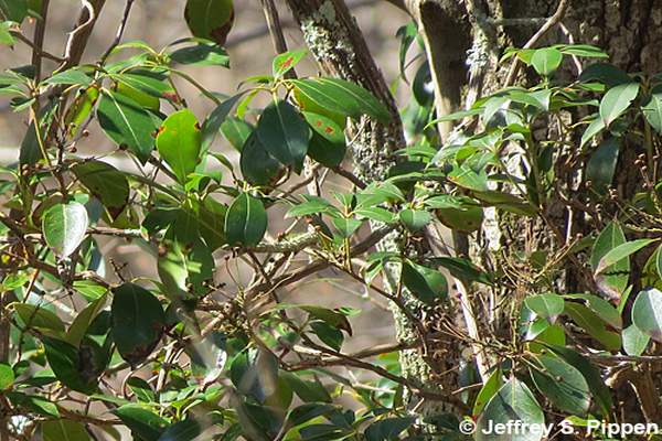 Mountain Laurel (Kalmia latifolia)