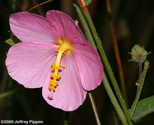 Seashore Mallow (Kosteletzkya virginica)