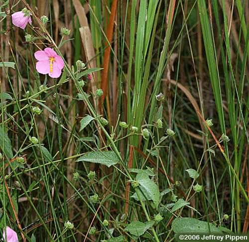 Seashore Mallow (Kosteletzkya virginica)