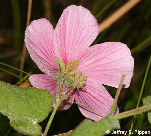 Seashore Mallow (Kosteletzkya virginica)