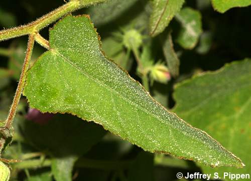 Seashore Mallow (Kosteletzkya virginica)