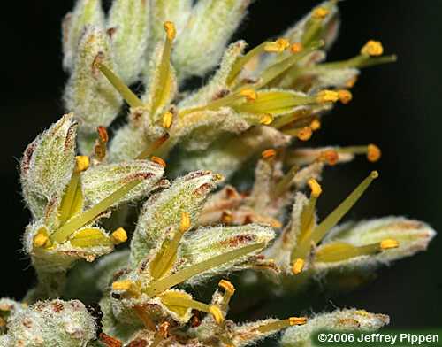 Redroot (Lachnanthes caroliniana)