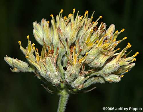 Redroot (Lachnanthes caroliniana)