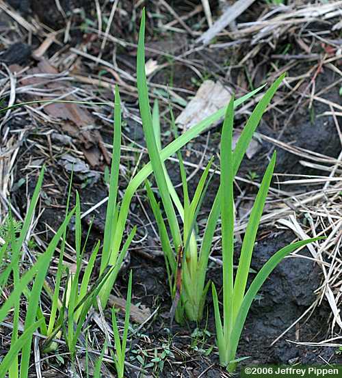 Redroot (Lachnanthes caroliniana)