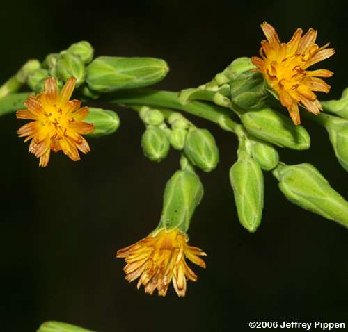 lettuce (Lactuca sp)