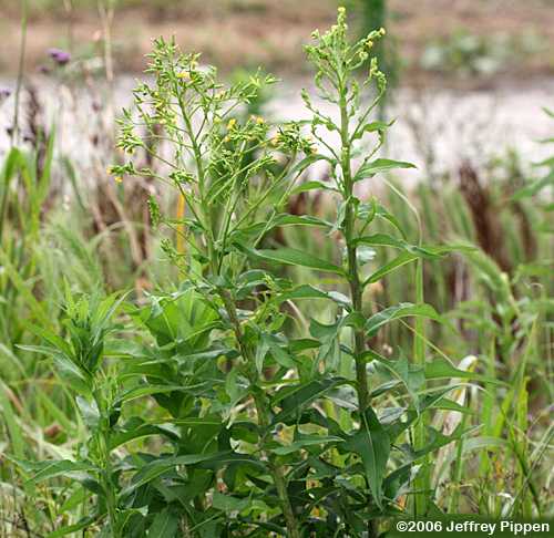 lettuce (Lactuca sp)