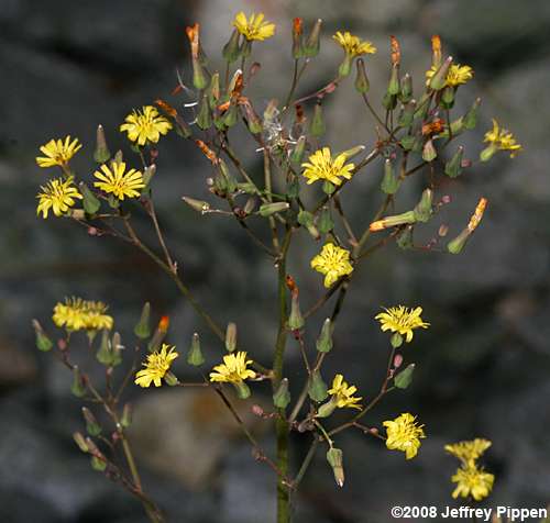 lettuce (Lactuca sp)