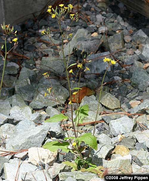 lettuce (Lactuca sp)
