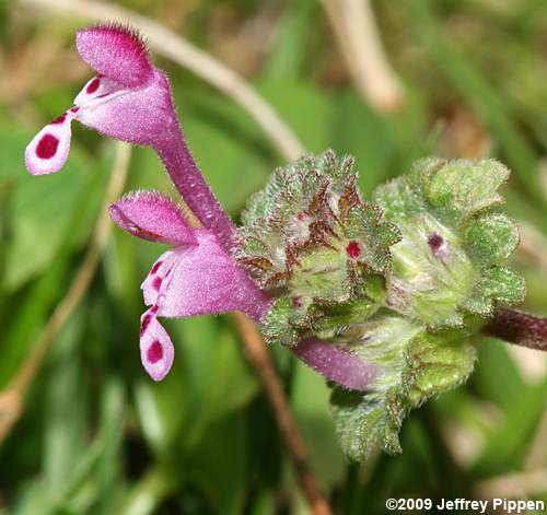 Henbit Deadnettle (Lamium amplexicaule)