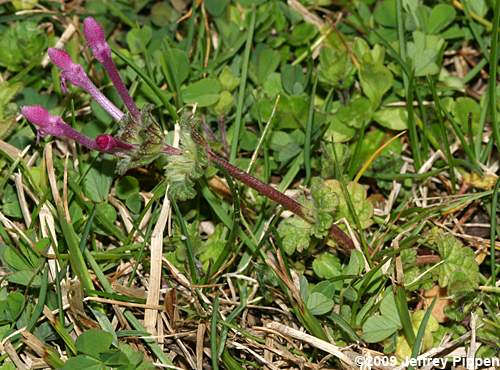 Henbit Deadnettle (Lamium amplexicaule)