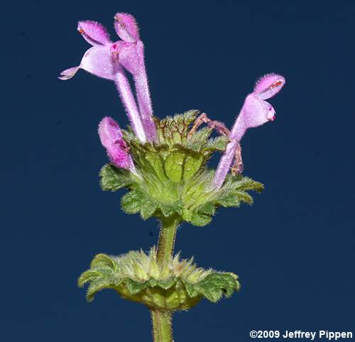 Henbit Deadnettle (Lamium amplexicaule)
