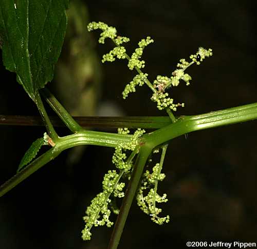 Wood-nettle (Laportea canadensis)