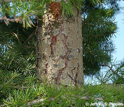 Western Larch (Larix occidentalis)