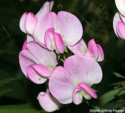 Everlasting Pea (Lathyrus latifolius)
