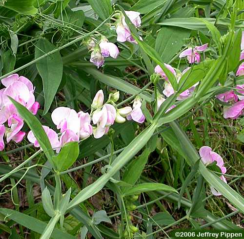 Everlasting Pea (Lathyrus latifolius)