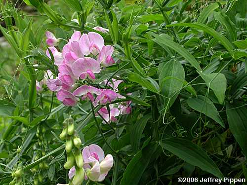 Everlasting Pea (Lathyrus latifolius)
