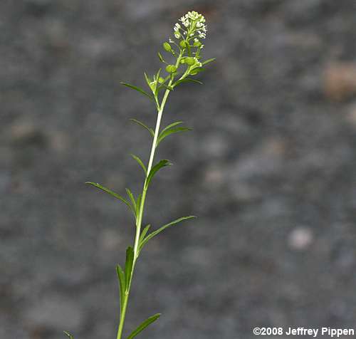 Lepidium virginicum (Pepper Grass, Virginica Pepperweed)