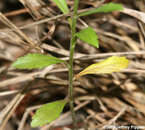 Lepidium virginicum (Pepper Grass, Virginica Pepperweed)