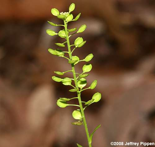 Lepidium virginicum (Pepper Grass, Virginica Pepperweed)