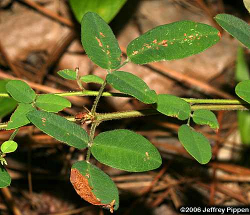 Downy Trailing Lespedeza (Lespedeza procumbens)