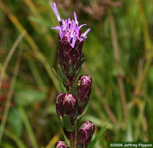 Heller's Blazing Star (Liatris helleri)