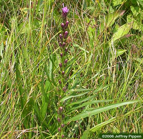Heller's Blazing Star (Liatris helleri)