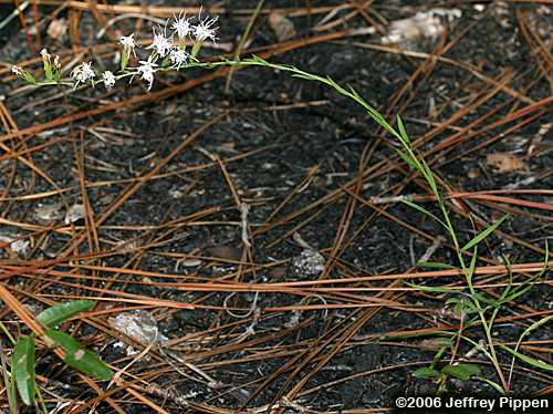 Sandhill Blazing Star (Liatris secunda)