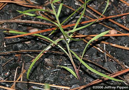Sandhill Blazing Star (Liatris secunda)