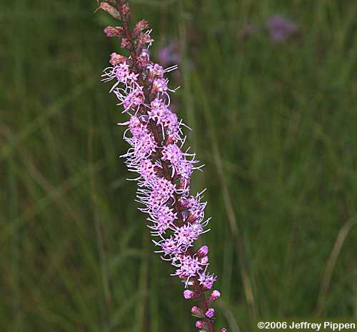 Dense Blazing Star, Gayfeather (Liatris spicata)