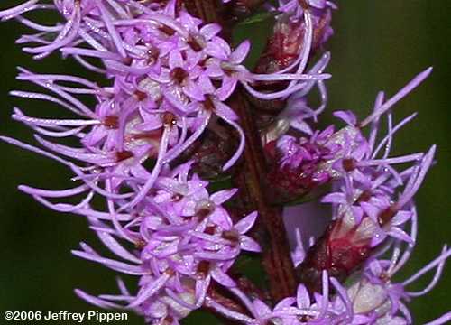 Dense Blazing Star, Gayfeather (Liatris spicata)